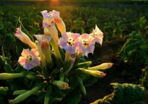 红花烟草,红花烟草图片