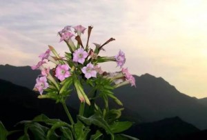 红花烟草,红花烟草图片