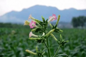 红花烟草,红花烟草图片