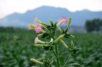 红花烟草,红花烟草图片