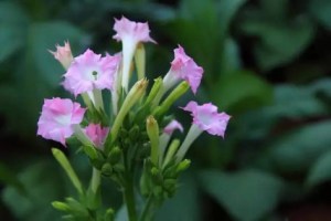 红花烟草,红花烟草图片