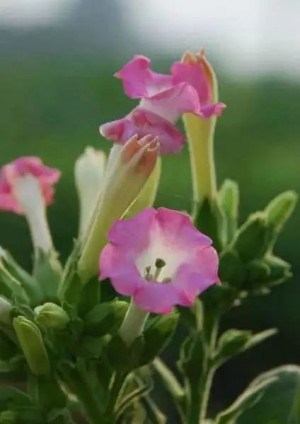 红花烟草,红花烟草图片