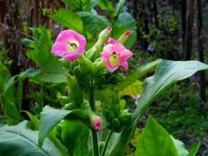 红花烟草,红花烟草图片