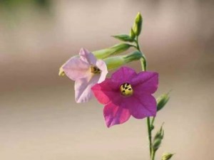红花烟草,红花烟草图片