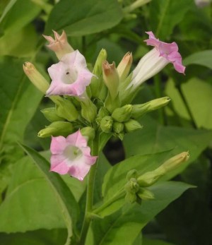 红花烟草,红花烟草图片