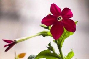 红花烟草,红花烟草图片