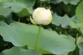 红湘莲图片