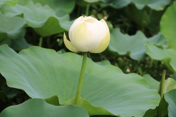 红湘莲,红湘莲图片