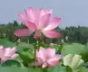 红湘莲图片