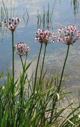 花蔺,花蔺图片