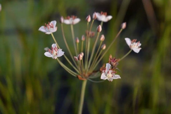 花蔺,花蔺图片