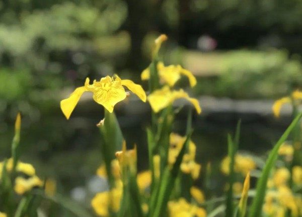 黄菖蒲,黄菖蒲图片