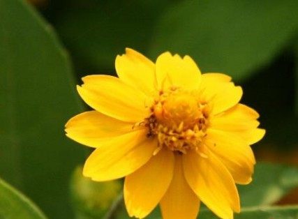 皇帝菊,皇帝菊图片