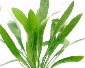 皇冠草,皇冠草图片