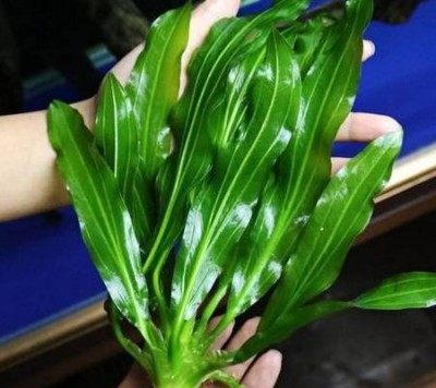 皇冠草,皇冠草图片