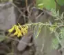 黄堇图片