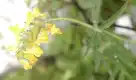 黄堇图片