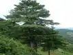 华山松图片