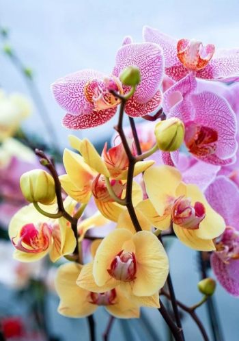 蝴蝶兰花卉图片