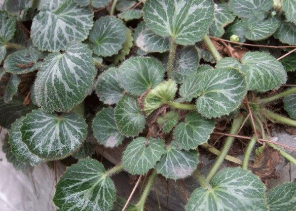 虎耳草,虎耳草图片