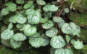虎耳草,虎耳草图片