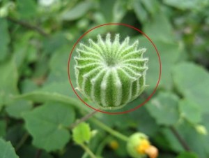 茴麻,茴麻图片