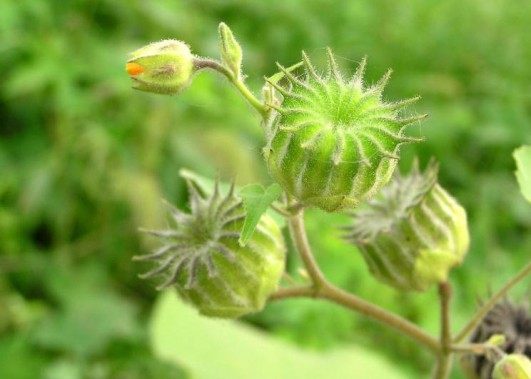 茴麻,茴麻图片
