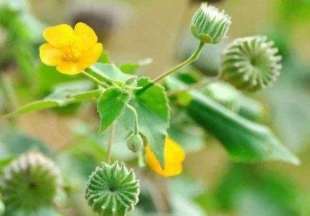 茴麻,茴麻图片
