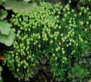 葫芦藓,葫芦藓图片