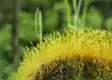 葫芦藓图片