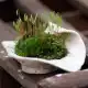 葫芦藓图片