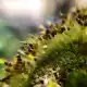 葫芦藓图片