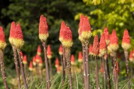 火炬花,火炬花图片