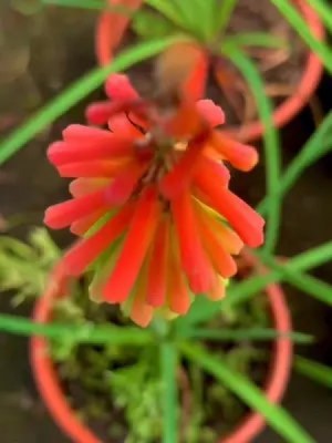 火炬花,火炬花图片
