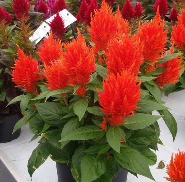 火炬花,火炬花图片