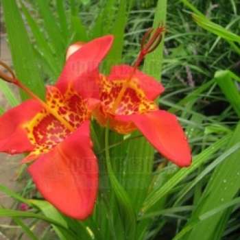 虎皮花
