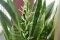 虎皮花图片