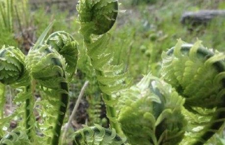 荚果蕨,荚果蕨图片