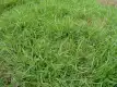假俭草图片
