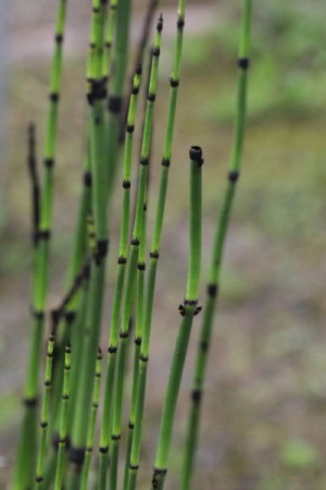 节节草,节节草图片