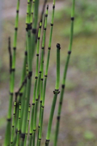 节节草,节节草图片