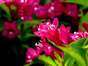锦带花,锦带花图片