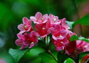 锦带花,锦带花图片