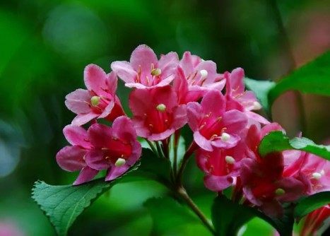 锦带花,锦带花图片
