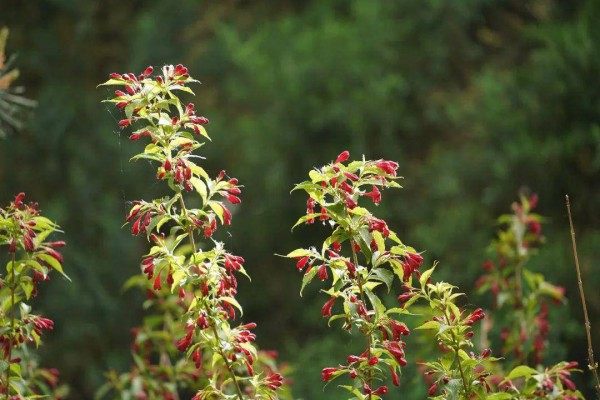 锦带花,锦带花图片