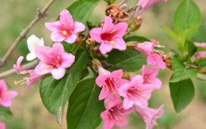 锦带花,锦带花图片