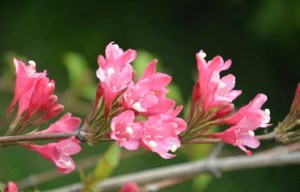 锦带花,锦带花图片