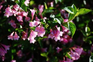 锦带花,锦带花图片