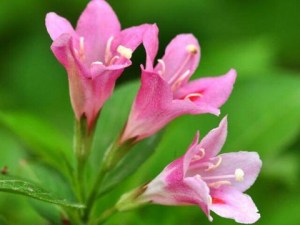锦带花,锦带花图片