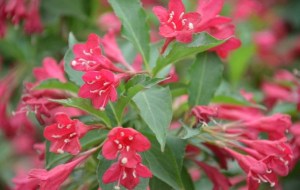 锦带花,锦带花图片